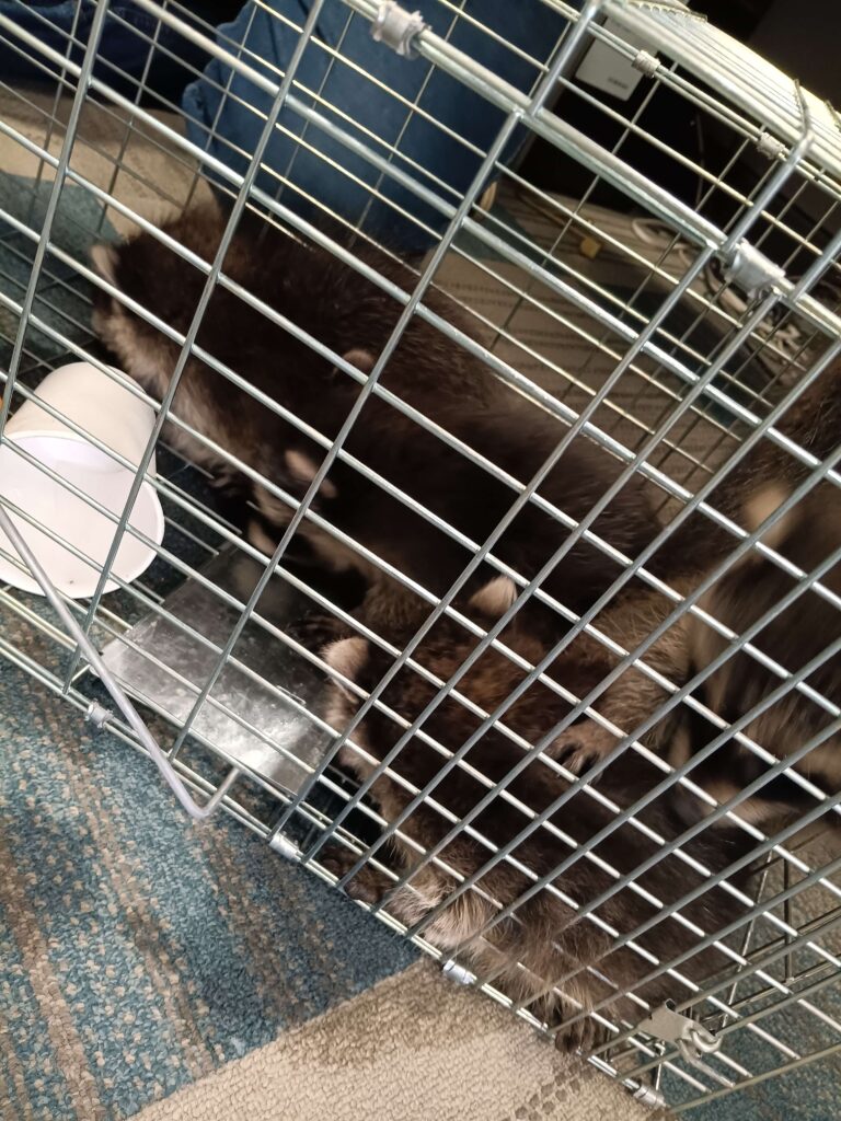 Lansing Pest Control