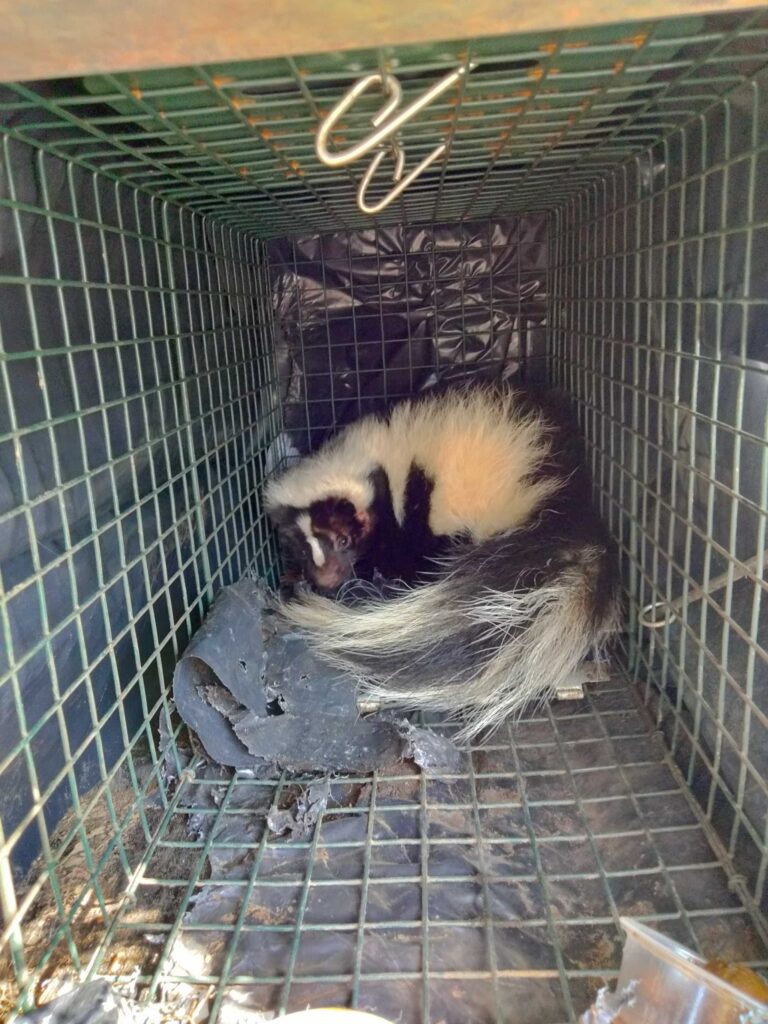 Lansing Pest Control