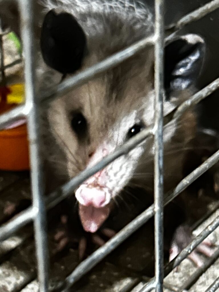 Lansing Pest Control