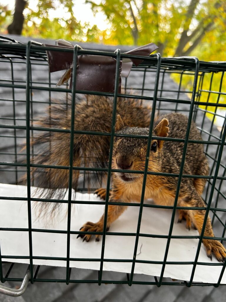 Lansing Pest Control